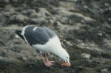 Western gull eating a mussel