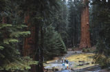 Giant sequoia