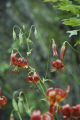 Leopard lily