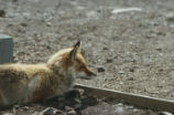 Vulpes