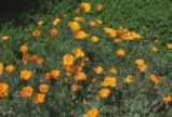 California poppy