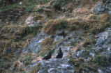 Pigeon guillemots