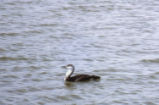 Red-throated loon