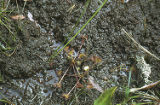 Roundleaf sundew