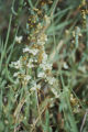 Saltmarsh dodder