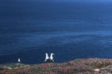 Western gulls