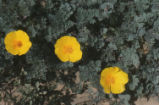 California poppy