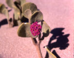 Red sand verbena