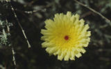 Smooth desertdandelion