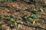 Mayapple