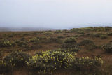 Yellow bush lupine