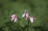 Pacific bleeding heart