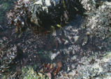 Tide pool