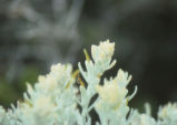 San Clemente Island Indian paintbrush