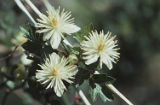 Pipestem clematis