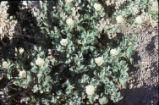 Desert stingbush