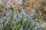 Common viper's bugloss
