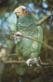 Lilac-crowned parrot