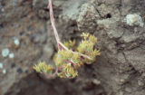 Bright green dudleya