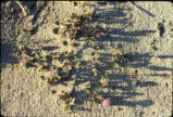 Desert sand verbena