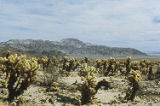 Teddybear cholla