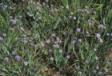 Western blue-eyed grass