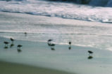 Sanderlings