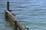 Ruddy turnstone