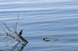 Great-tailed grackle