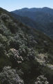 Hairy ceanothus