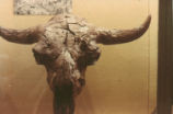 Bison antiquus