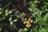 Barberry