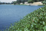 Longroot smartweed