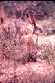 Black-tailed jackrabbit