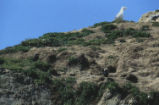 Tufted puffins and Western gull