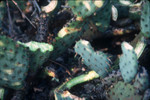 Pricklypear