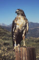 Red-tailed hawk