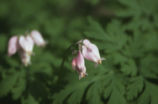Pacific bleeding heart