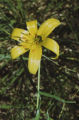 Lemon lily