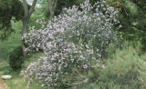 Hairy ceanothus