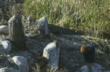 Beaver pond