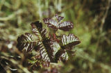 Pacific poison oak