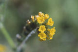 Common fiddleneck