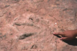 Dinosaur tracks