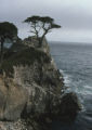 Lone Cypress