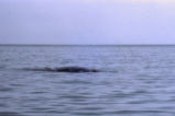Gray whale