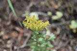 Broadleaf stonecrop