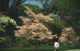 Flowering dogwood