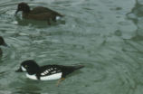 Barrow's goldeneye