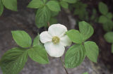Pacific dogwood
